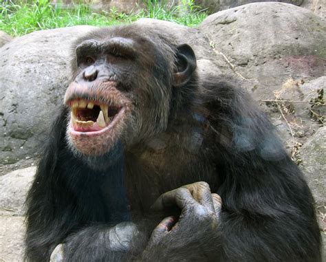 File:Knoxville zoo - chimpanzee teeth.jpg - Wikipedia