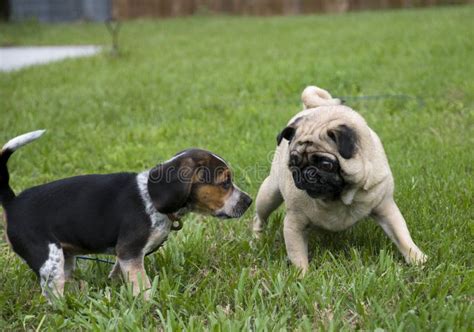 Pug and Beagle Playing stock photo. Image of grass, green - 8970488