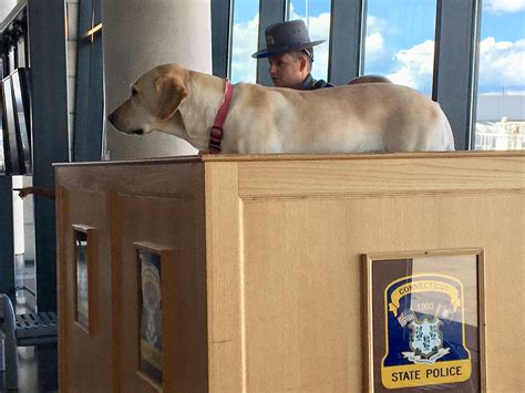 A very focused police dog : r/labrador