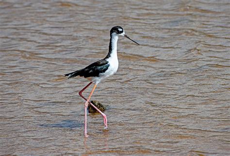 Aeo - Hawaiian Stilt Photograph by Anthony Jones