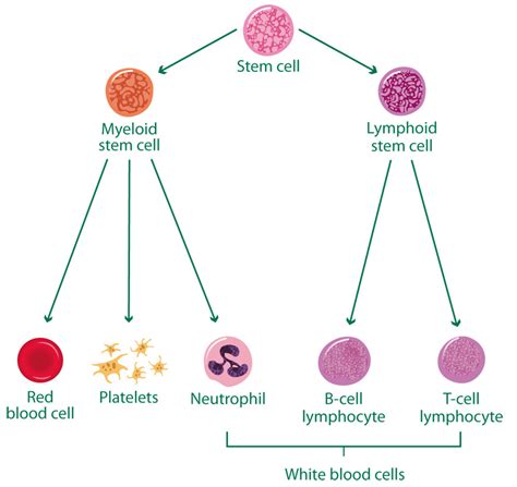 Blood and bone marrow - Macmillan Cancer Support