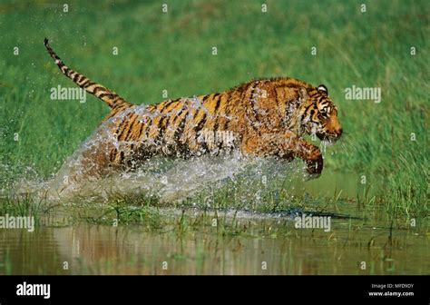 BENGAL TIGER Panthera tigris jumping through water USA Stock Photo - Alamy