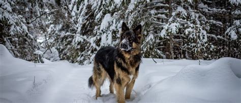 King Shepherd Pictures - AZ Animals