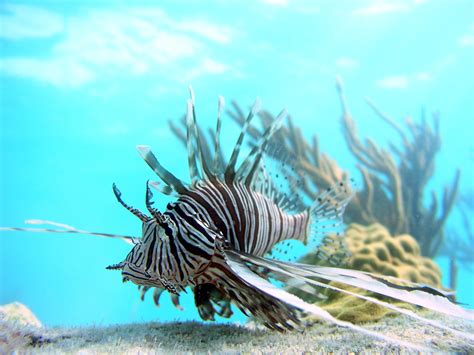 New model predicts impact of invasive lionfish predators on coral reefs