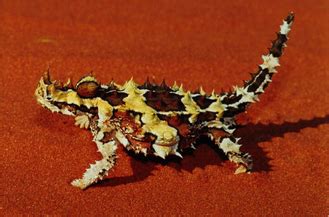 Thorny Devil - Adaptations assignment