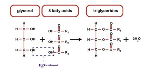 Acetyl-CoA - The Definitive Guide | Biology Dictionary