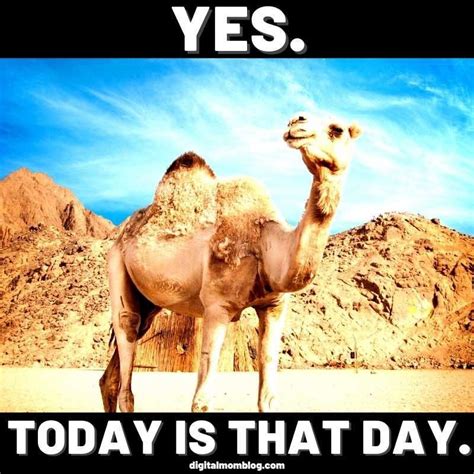 Happy Hump Day Hump Day Quotes Funny Friday Quotes Funny Hump Day | Images and Photos finder