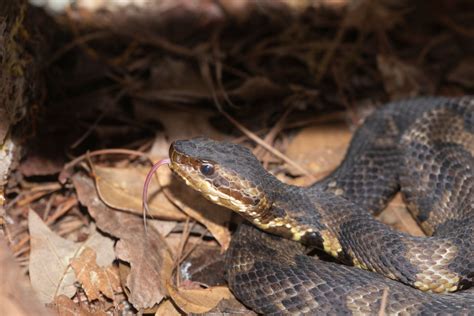 How to Identify a Baby Cottonmouth Snake (16 Helpful Photos)