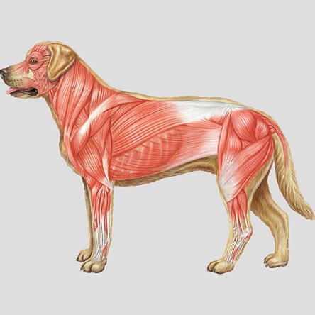 Dog Muscular System - BodyPartChart Official Site