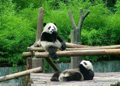 4 Day Wolong Panda Natural Reserve Tour | Visit Pandas Chengdu Sichuan