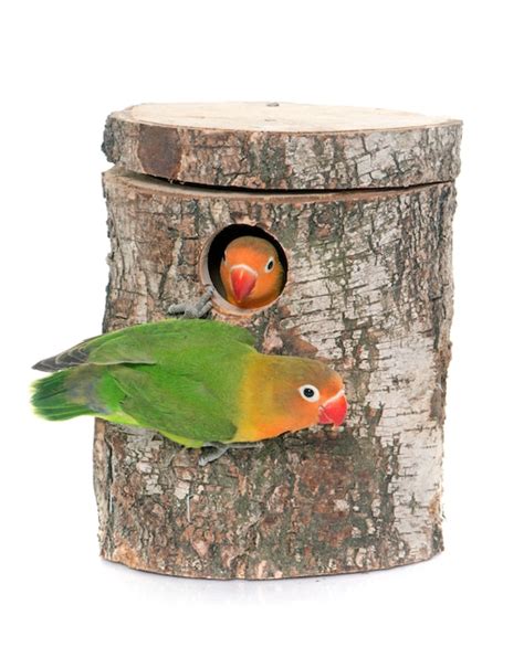 Premium Photo | Bird nest box and lovebird