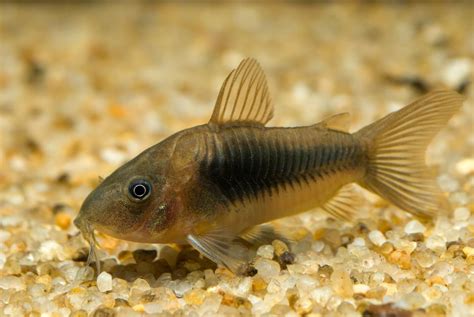 How to Care for a Bronze Corydoras in Your Aquarium | Cory catfish ...