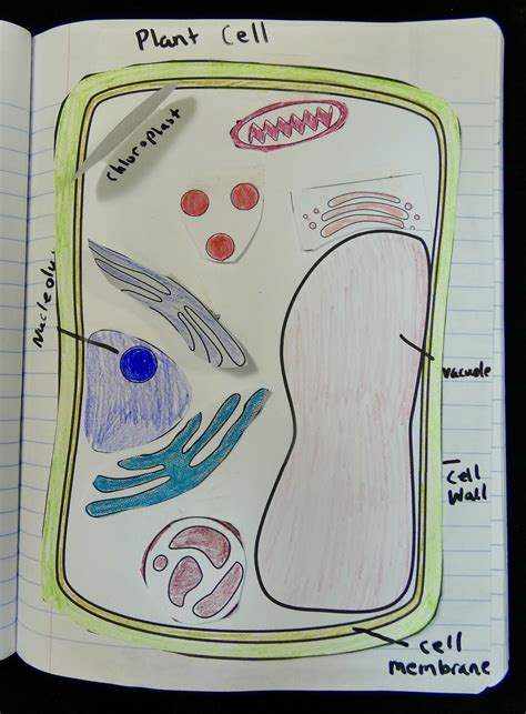 Plant Cell And Animal Cell Structure And Function