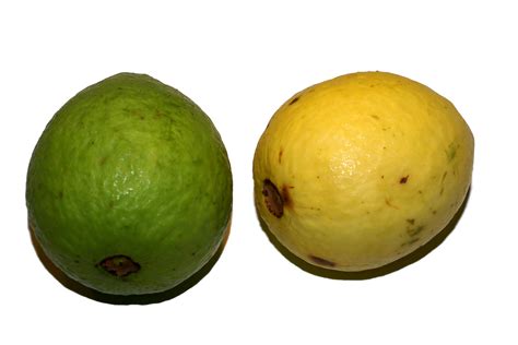 File:Psidium guajava (fruit).jpg - Wikimedia Commons