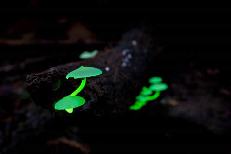 200+ Bioluminescent Mushrooms Stock Photos, Pictures & Royalty-Free ...