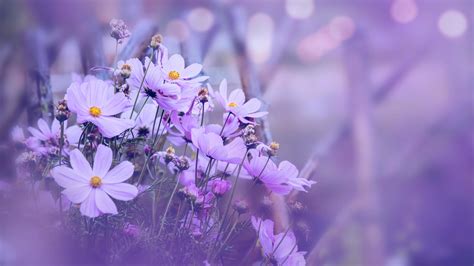 background nature Flower mexican aster. purple flowers. background blur. wallpaper Flower, Space ...