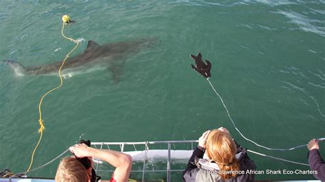 Difference for shark cage diving False Bay to Gansbaai