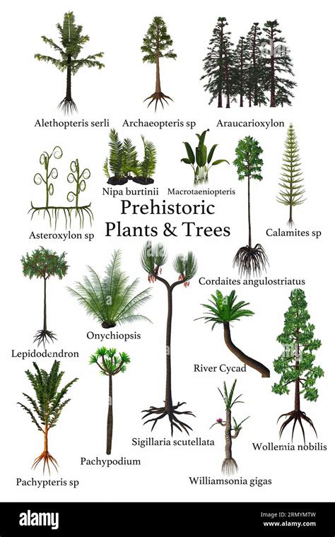 Prehistoric Plants and Tree - A collection of plants, trees, ferns that lived during prehistoric ...