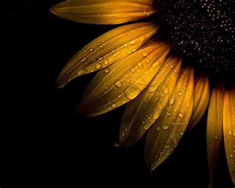 Black Sunflower Wallpapers - Top Free Black Sunflower Backgrounds - WallpaperAccess