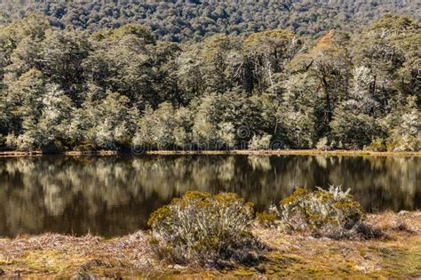 Beech Forest Reflecting Lake New Zealand Stock Photos - Free & Royalty-Free Stock Photos from ...