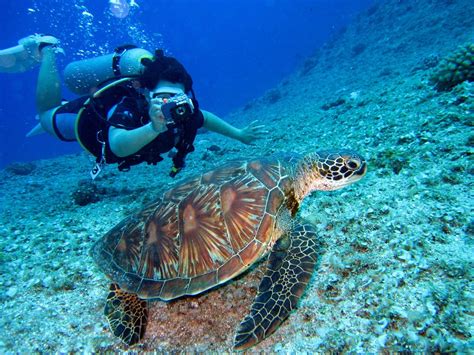 Guide To Scuba Diving In Costa Rica | Drink Tea & Travel