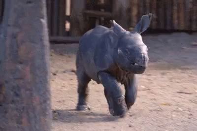 Baby Rhino Running GIFs | Tenor