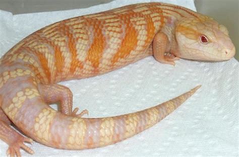 Blue Tongue Skink Morphs - Blue Tongue Skink World