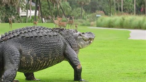 12ft Gator on Fripp Island Golf Course - South Carolina - YouTube