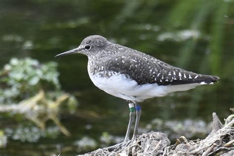 A wonderful Green Sandpiper again – Mark Avery