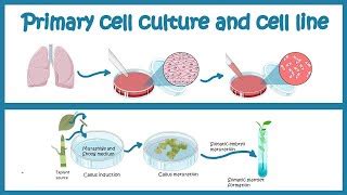 Primary Cell culture and cell line | Cell culture basics | Doovi