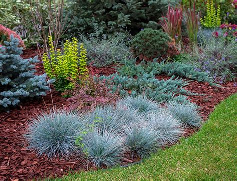 Blue Fescue Guide: How to Grow & Care for "Festuca Glauca"