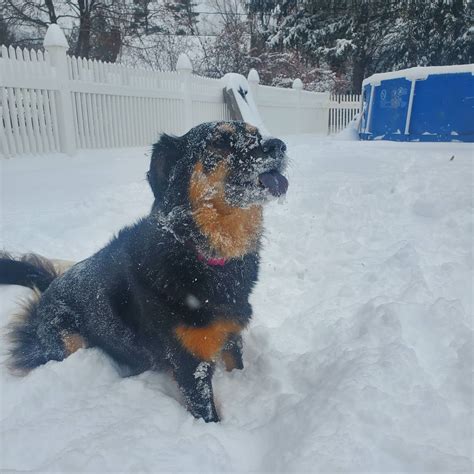 Snow Day! : r/boston