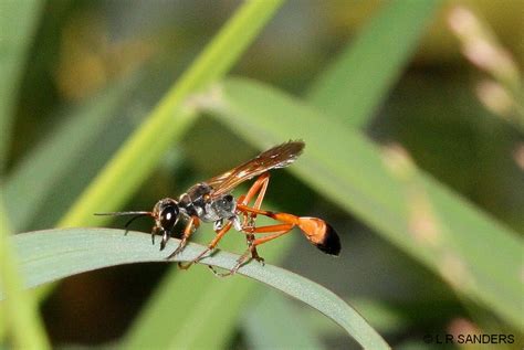 FAMILY SPHECIDAE | Laurence Sanders | Flickr