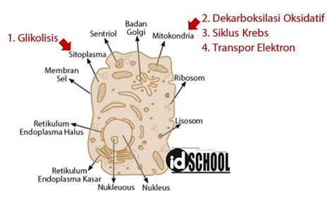 4 Tahapan Respirasi Aerob – idschool.net