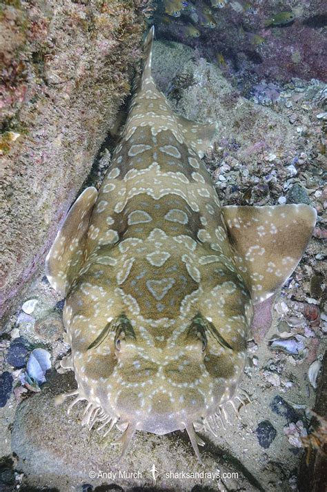 Spotted Wobbegong - Orectolobus maculatus