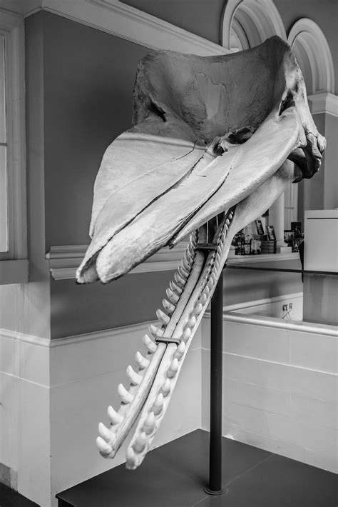 Sperm whale skull | Sperm whale skull, National museum of Sc… | Flickr