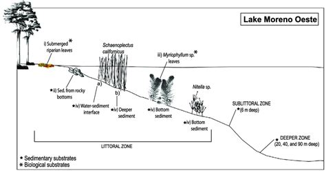 Diagram of the zones (littoral, sublittoral, and deeper) in Lake Moreno... | Download Scientific ...