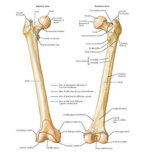 Femur Anatomy Greater trochanter, Neck Head, Retinacular foramina, Lesser trochanter, Quadrate ...