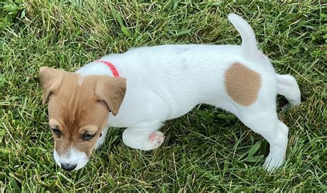 Jack Russell Terrier Puppies For Sale | Winchester, VA #455537