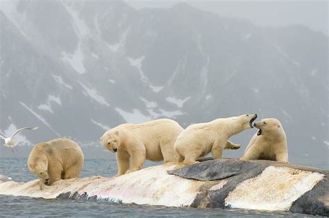 A Group Of Polar Bears Ursus Maritimus Photograph by Steven J. Kazlowski / GHG - Fine Art America