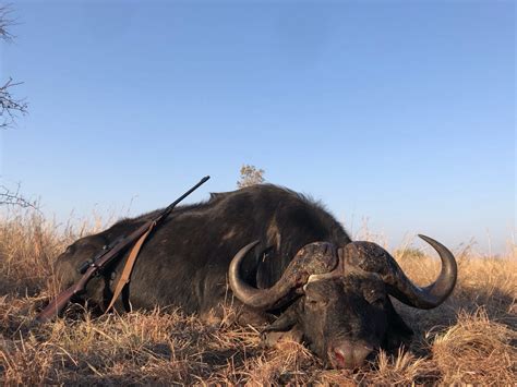 Cape Buffalo Hunting In South Africa | Big Game Hunting Adventures