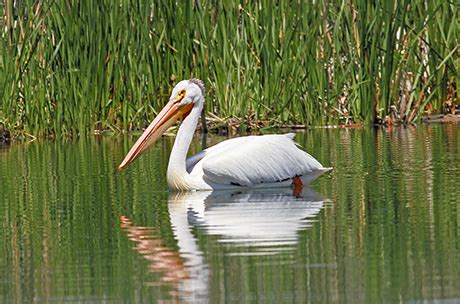 American White Pelican – Oregon Conservation Strategy