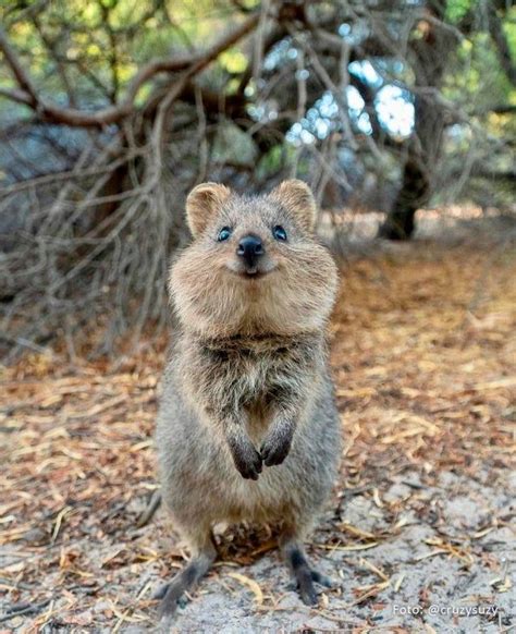 Here's Your Weekly Dose Of Cute! (#36) | Quokka animal, Cute animals, Cute baby animals