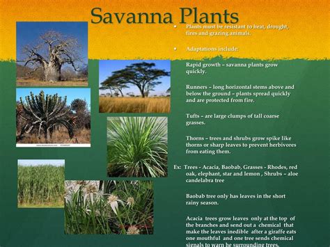 PPT - GRASSLAND BIOMES PowerPoint Presentation, free download - ID:2668105