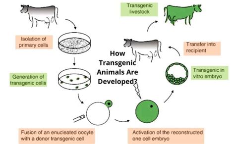 What are Transgenic Animals?-Applications and Developing Techniques