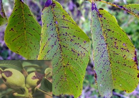 Walnut tree treatments, most common diseases and pests of this fruit tree, Nexles