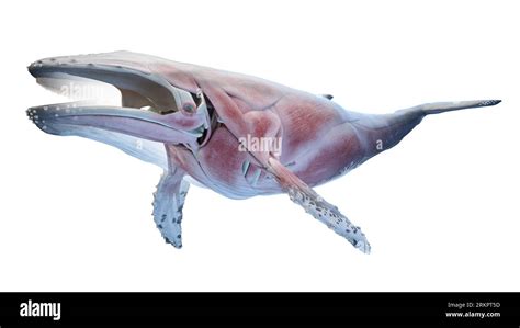 Whale anatomy, illustration Stock Photo - Alamy