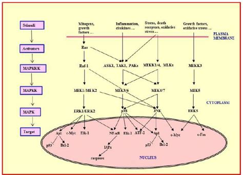 Mitogen activated protein kinase (MAPK) signaling. MAP kinases are ...