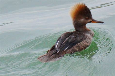 Hooded Merganser Female Photograph by J R Sanders - Fine Art America