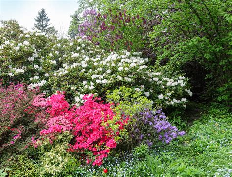 colourful garden bushes Free Photo Download | FreeImages